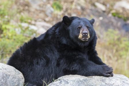 Black Bear-copyright Mircea Costina/AdobeStock.com