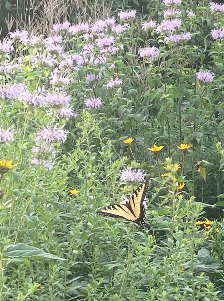 gbury pollinator pathway image - plants with butterfly