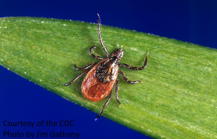 black-legged tick