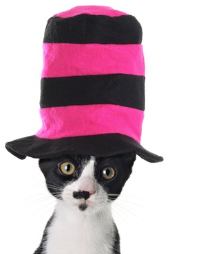 Cat in a Striped Hat-copyright Barbara Helgason/Fotolia.com