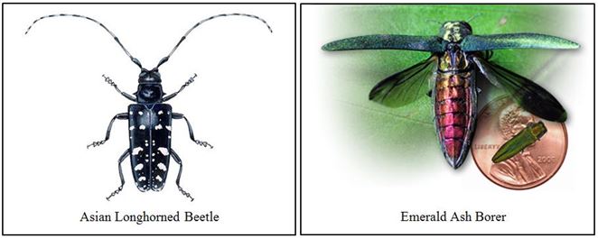 asian longhorned and emerald ash borer