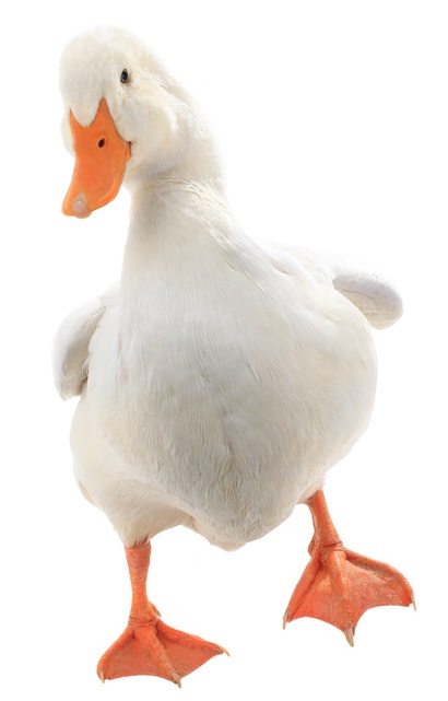 Goose Dancing-copyright fotomaster/Fotolia.com