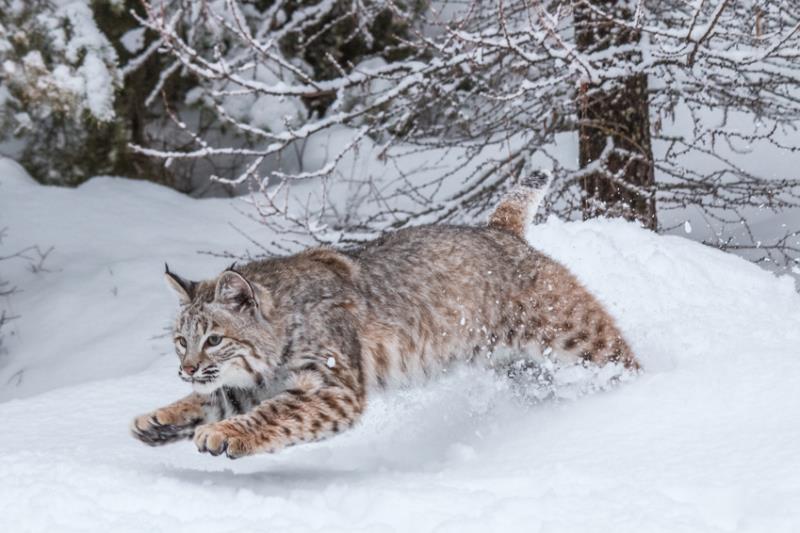 Bobcat-copyright Teresa/Fotolia.com