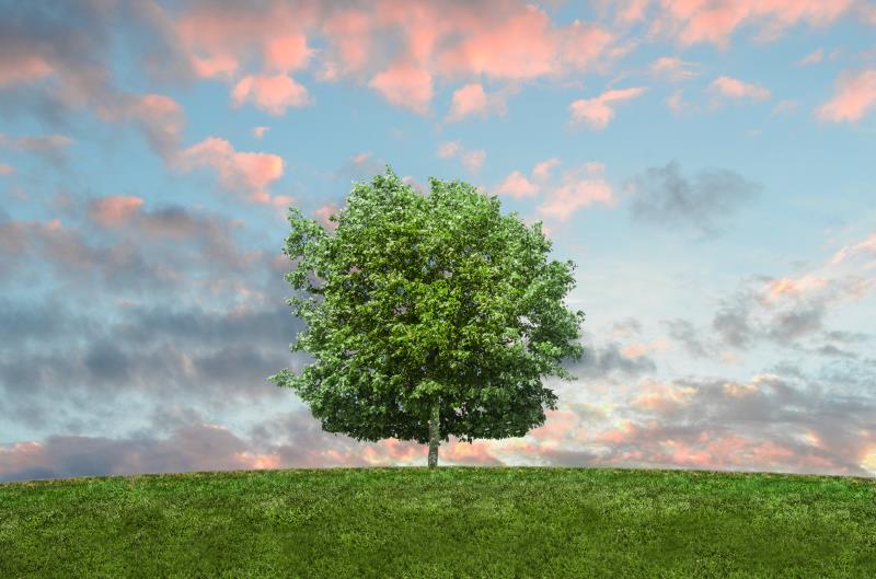 living legacy program image of a tree and sky